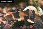 microglanis iheringi microglanis iheringi