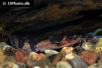microglanis iheringi microglanis iheringi