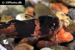 microglanis iheringi microglanis iheringi