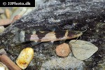 microglanis iheringi microglanis iheringi