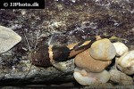 microglanis iheringi microglanis iheringi