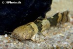 pseudopimelodus bufonius pseudopimelodus bufonius
