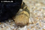 pseudopimelodus bufonius pseudopimelodus bufonius