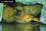 pseudopimelodus bufonius pseudopimelodus bufonius