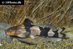 rhyacoglanis aff pulcher rhyacoglanis aff pulcher