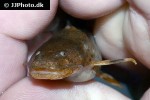 rhyacoglanis aff pulcher rhyacoglanis aff pulcher
