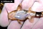rhyacoglanis aff pulcher rhyacoglanis aff pulcher