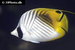 chaetodon auriga