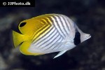 chaetodon auriga