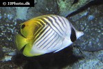 chaetodon auriga