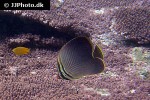 chaetodon baronessa