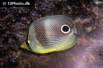 chaetodon capistratus