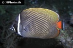 chaetodon collare