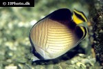 chaetodon decussatus