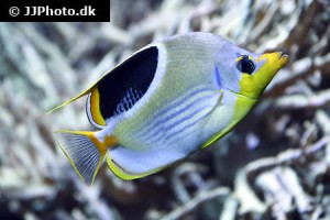 Butterflyfish / Bannerfish