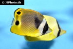 chaetodon fasciatus