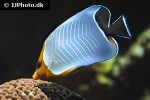 chaetodon larvatus