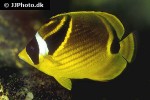 chaetodon lunula