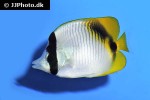 chaetodon oxycephalus