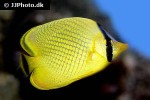 chaetodon rafflesii