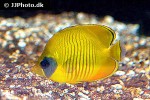chaetodon semilarvatus