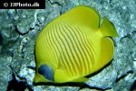 chaetodon semilarvatus