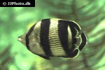 chaetodon striatus