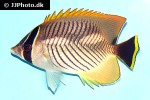 chaetodon trifascialis