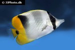chaetodon ulietensis chaetodon ulietensis