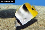 chaetodon ulietensis chaetodon ulietensis