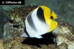 chaetodon ulietensis chaetodon ulietensis