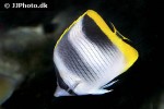 chaetodon ulietensis chaetodon ulietensis
