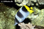 chaetodon ulietensis chaetodon ulietensis