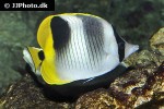 chaetodon ulietensis chaetodon ulietensis