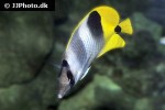 chaetodon ulietensis chaetodon ulietensis