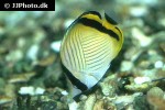 chaetodon vagabundus chaetodon vagabundus