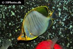 chaetodon xanthocephalus chaetodon xanthocephalus