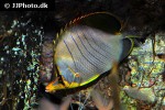 chaetodon xanthocephalus chaetodon xanthocephalus