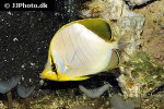 chaetodon xanthocephalus chaetodon xanthocephalus