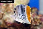 chaetodon xanthurus chaetodon xanthurus