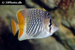 chaetodon xanthurus chaetodon xanthurus