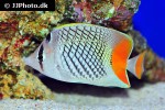 chaetodon xanthurus chaetodon xanthurus
