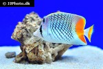 chaetodon xanthurus chaetodon xanthurus