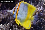 chelmon marginalis chelmon marginalis