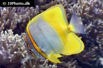 chelmon marginalis chelmon marginalis