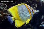 chelmon marginalis chelmon marginalis