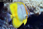 chelmon marginalis chelmon marginalis