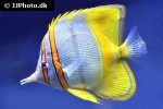 chelmon marginalis chelmon marginalis