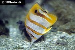 chelmon rostratus chelmon rostratus