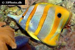 chelmon rostratus chelmon rostratus